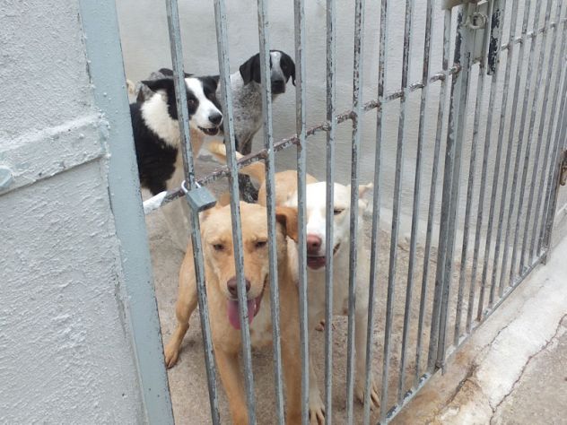 Romeo, pieno di voglia di vivere - Foto 7