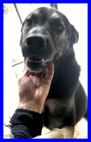 SPOCK, DOLCE SIMIL LUPACCHIOTTO CERCA CASA - Foto 2