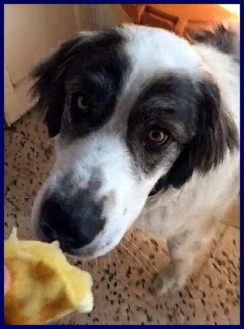 GGG 5anni dolcissimo coccolone tg grande - Foto 3