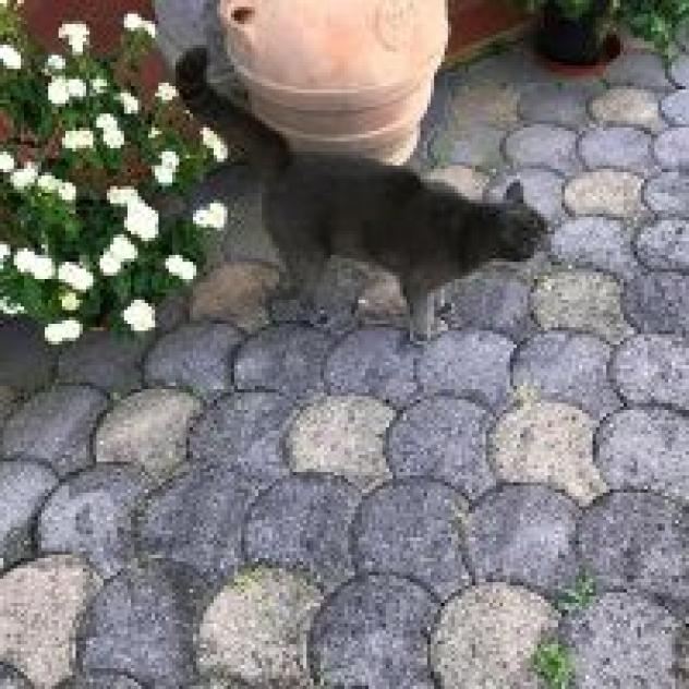 Podere San Filippo di Spikic Jadranka - Foto 4