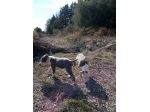 Allevamento e Cuccioli Amstaff Blu in Basilicata a Potenza e Matera