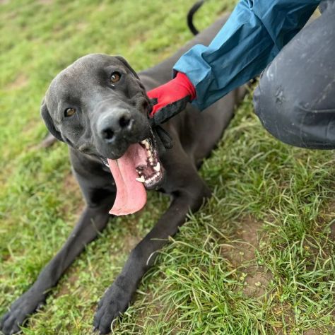 NOIRE SIMIL ALANO CANE IN ADOZIONE - Foto 3