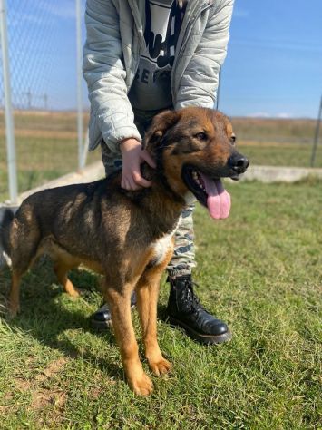 CANE IN ADOZIONE: GIOIELLO un amore di cane. - Foto 3