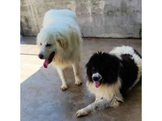 DUE MERAVIGLIE DIMENTICATE: CANI IN ADOZIONE