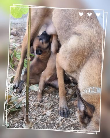 Cuccioli Allevamento Pastore Belga Malinois Catanzaro Calabria - Foto 6