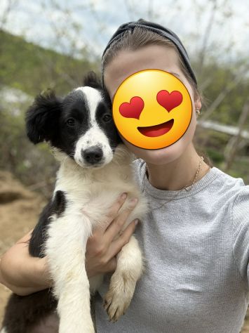 DALIA, cucciola spaventata! MIX BORDER COLLIE. - Foto 6