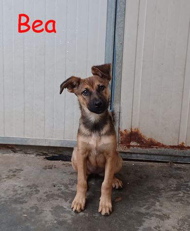 Melody e Bea, dolci cucciole in adozione - Foto 4