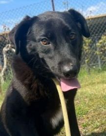 UN' OPPORTUNITÀ PER DONNA: CAGNOLINA IN ADOZIONE