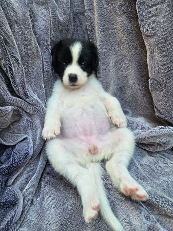 Luisa: 2 mesi taglia contenuta - Foto 10