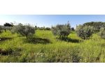 Terreno agricolo in vendita a Marina di Bibbona - Bibbona 5700 mq  Rif: 1047593