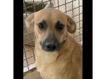 FIANDRA DELIZIOSA E SOCIEVOLE CAGNOLINA IN ADOZIONE TG MEDIA