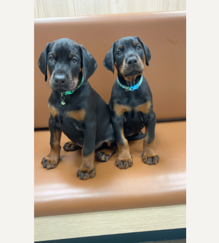 Adorabili Dobermann cucciolini