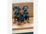 Adorabili Dobermann cucciolini