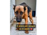 JACK PASTORE TEDESCO 7 ANNI
