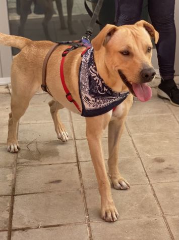 Tuono, cucciolo di 2 anni in adozione - Foto 6