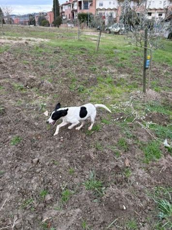 BRINA giovane cagnolina in cerca di famiglia - Foto 4