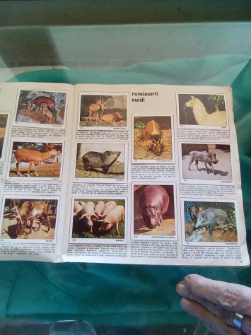 Album PANINI - Foto 4