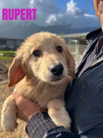 CUCCIOLI IN ADOZIONE - Foto 3