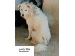 CANI IN ADOZIONE