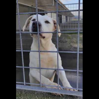 NEVE; SPLENDIDA CAGNOLONA, DIMENTICATA IN CANILE, IN ADOZIONE