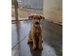 Paride dolce cucciolo in adozione