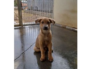 Paride dolce cucciolo in adozione