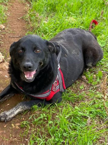 Amos da cucciolo vive in canile - Foto 6