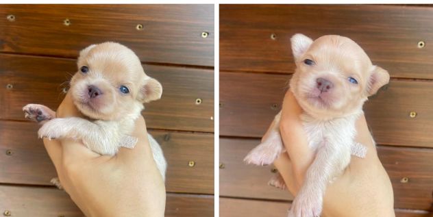 Cuccioli chihuahua - Foto 2