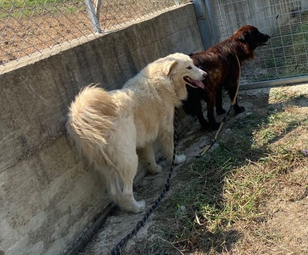 TERENCE UN CUORE DA SALVARE CANE IN ADOZIONE - Foto 3