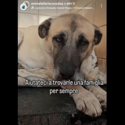 OMBRA ADORABILE CAGNOLONA IN ADOZIONE