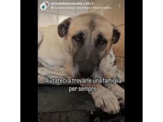 OMBRA ADORABILE CAGNOLONA IN ADOZIONE