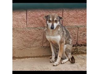DIK RASSEGNATO NEL SUO ANGOLO: CAGNOLINO IN ADOZIONE TAGLIA MEDIO PICCOLA