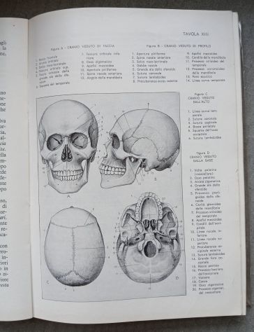 ANATOMIA PER GLI ARTISTI, Ed. F.lli Lega 1968. - Foto 10