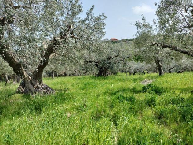 Uliveto in vendita a Mozzagrogna - Foto 4