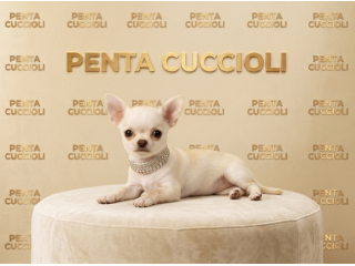 CHIHUAHUA TOY CUCCIOLI COLOR CREMA BIANCO - pag agevolato