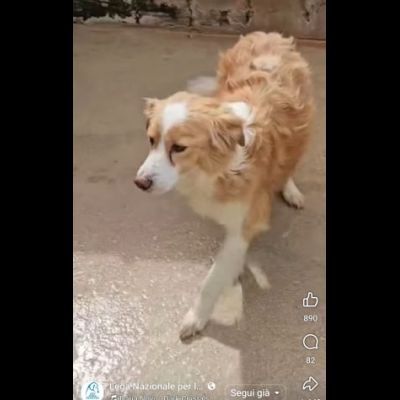 LILLO 15 KG DI TENEREZZA CAGNOLINO IN ADOZIONE - Foto 4