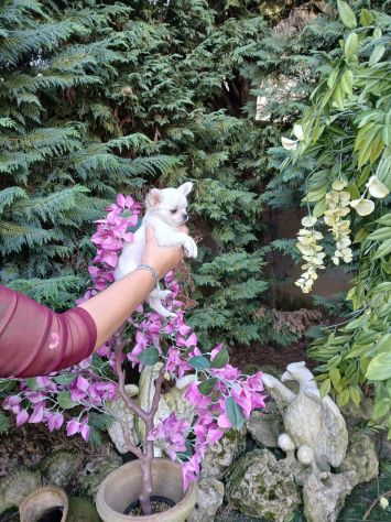 Cucciolo di chihuahua toy - Foto 3