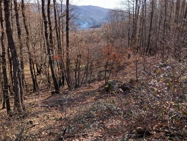 Terreno in vendita a Santa Domenica Vittoria - Foto 8
