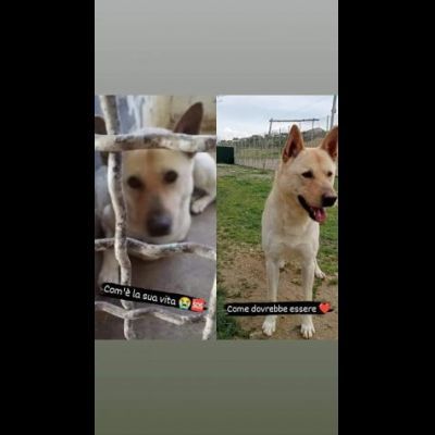 TAKESHI BELLO BRAVO SOCIEVOLE CANE IN ADOZIONE - Foto 2
