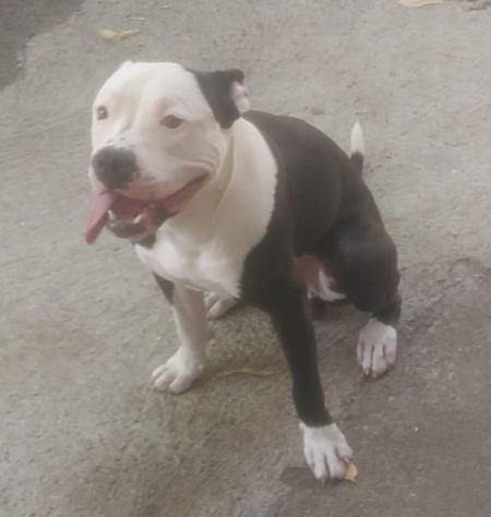 PITBULL, JACK, 1 ANNO CIRCA: LA FAMIGLIA NON LO VUOLE PIU', CERCA CASA!