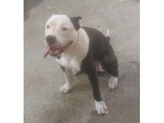 PITBULL, JACK, 1 ANNO CIRCA: LA FAMIGLIA NON LO VUOLE PIU', CERCA CASA!