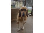CHESTER SIMIL SPINOCINO CANE IN ADOZIONE TG MEDIO CONTENUTA
