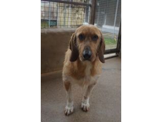 CHESTER SIMIL SPINOCINO CANE IN ADOZIONE TG MEDIO CONTENUTA