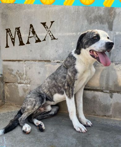 MAX: forza e tenerezza - Foto 4