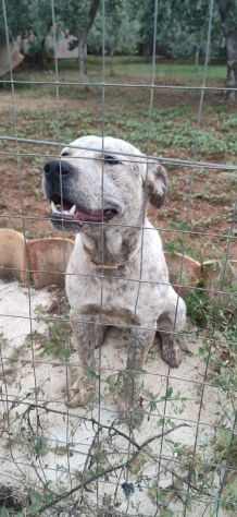 2anni mix molossino SPLENDIDO solo h24 in recinto.URGENTE CALABRIA - Foto 3