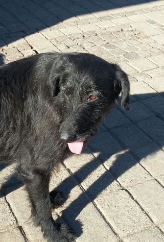 GIORGIA, dolcissima mix spinone - Foto 6