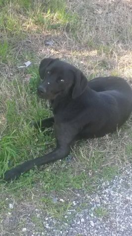MIA, stupenda segugia - Foto 2