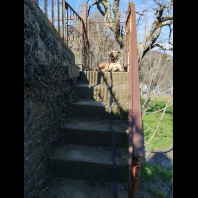TERRY STUPENDA CAGNOLINA IN ADOZIONE - Foto 3