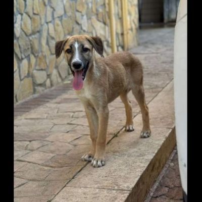 CUCCIOLO IN ADOZIONE TOMMY - Foto 6