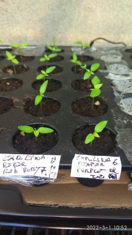 Semi Peperoncino Carolina Reaper, 7 Pot, Habanero, Diavolicchio, ..... - Foto 2